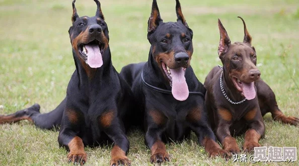 《天使帝国4》2025全章节剧情流程任务图文攻略【完结】&热门游戏介绍