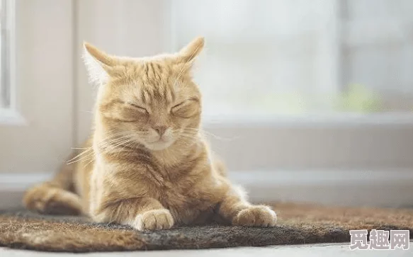 2025热门寻猫技巧大揭秘：寻猫记全攻略秘籍与智能科技寻宠专区