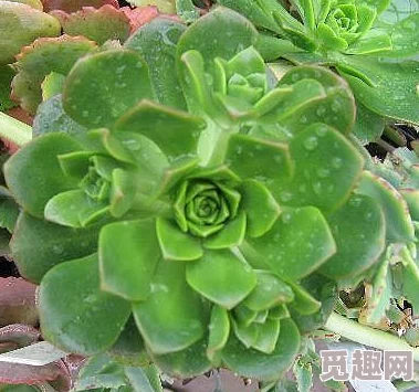 2025年怪物猎人崛起风神龙高效打法与最新风神龙肉质吸收分享